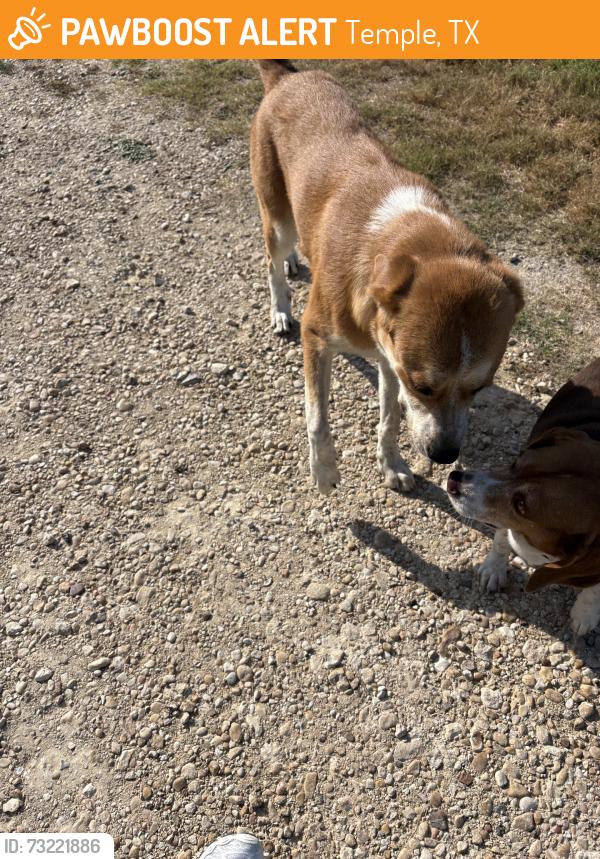 Found/Stray Unknown Dog last seen FM 2086, Temple, TX 76508