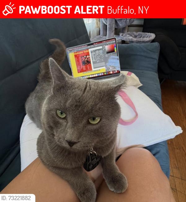 Lost Male Cat last seen canisius university, Buffalo, NY 14202