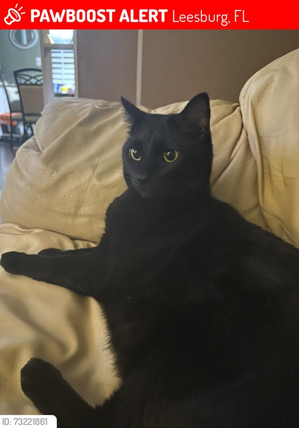 Lost Female Cat last seen Lakes at Leesburg, Leesburg, FL 34788