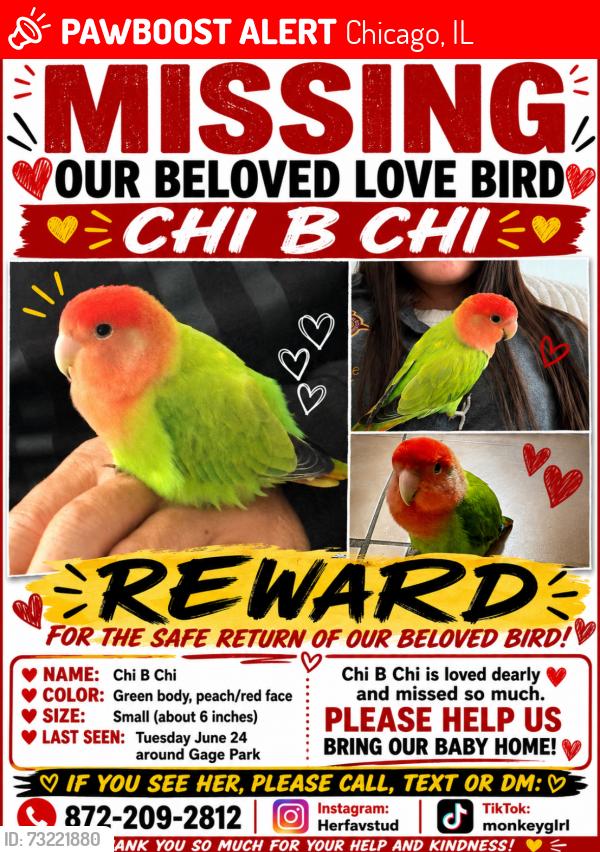 Lost Female Bird last seen Gage park, Chicago, IL 60632
