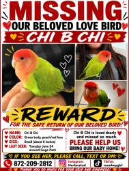 Lost Female Bird last seen Gage park, Chicago, IL 60632