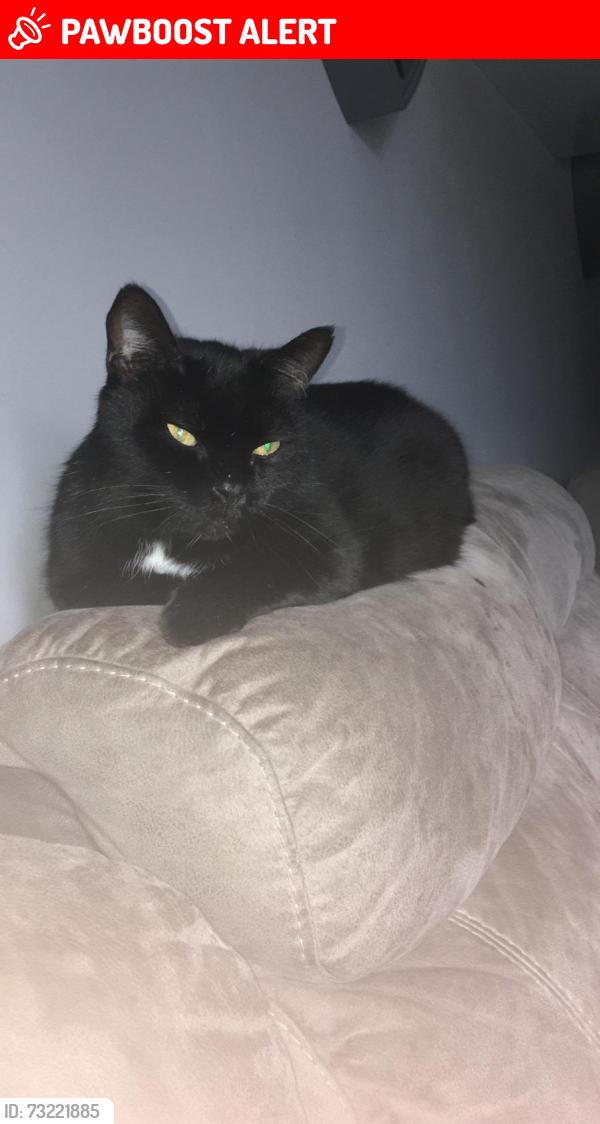 Lost Male Cat last seen Hp178fy, Haddenham, England 