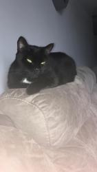Lost Male Cat last seen Hp178fy, Haddenham, England 