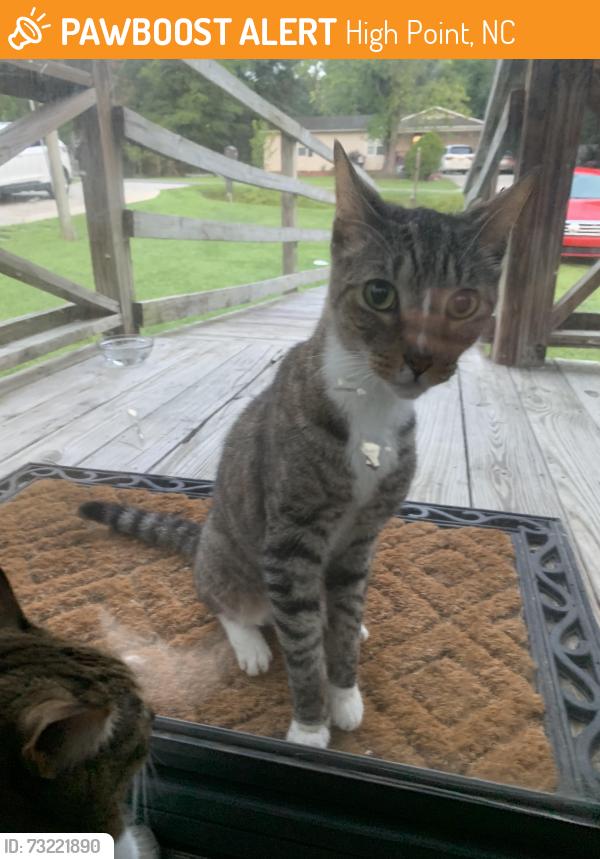 Found/Stray Male Cat last seen Sales St & Triangle Lake Rd, High Point, NC 27260