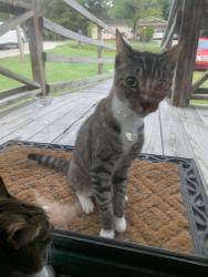 Found/Stray Male Cat last seen Sales St & Triangle Lake Rd, High Point, NC 27260