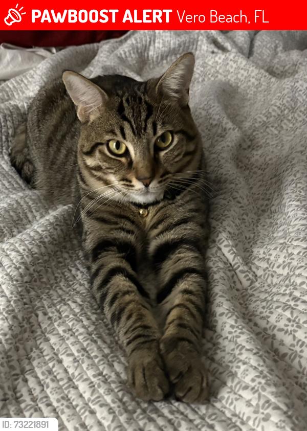 Lost Male Cat last seen Old Dixie & 8th St, Vero Beach, FL 32960