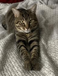 Lost Male Cat last seen Old Dixie & 8th St, Vero Beach, FL 32960
