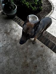 Found/Stray Male Dog last seen Cohutta Beaverdale/Bradford Pl, Cohutta, GA 30710