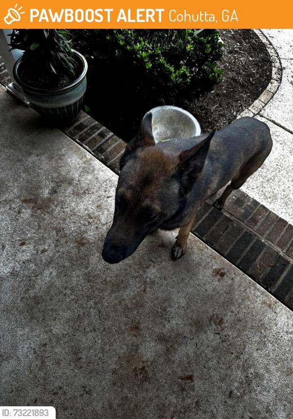 Found/Stray Male Dog last seen Cohutta Beaverdale/Bradford Pl, Cohutta, GA 30710