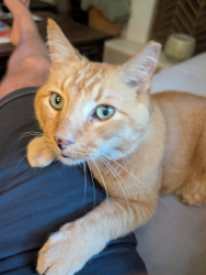 Lost Male Cat last seen Surry Ridge Circle & Holly Springs Road, Apex, NC 27539