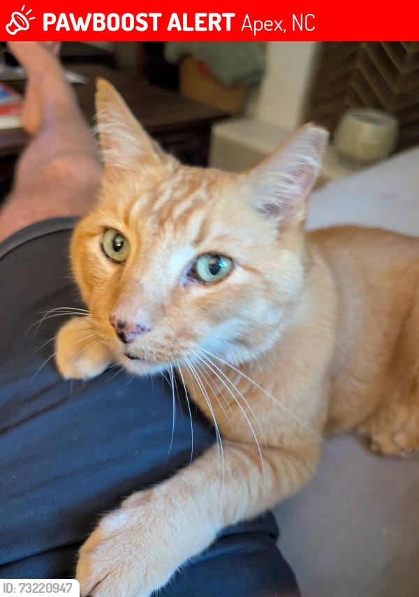 Lost Male Cat last seen Surry Ridge Circle & Holly Springs Road, Apex, NC 27539