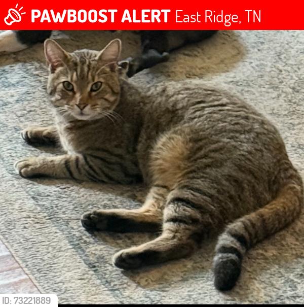 Lost Male Cat last seen Belvoir ave, East Ridge, TN 37412
