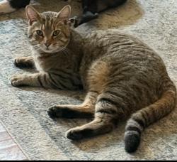 Lost Male Cat last seen Belvoir ave, East Ridge, TN 37412