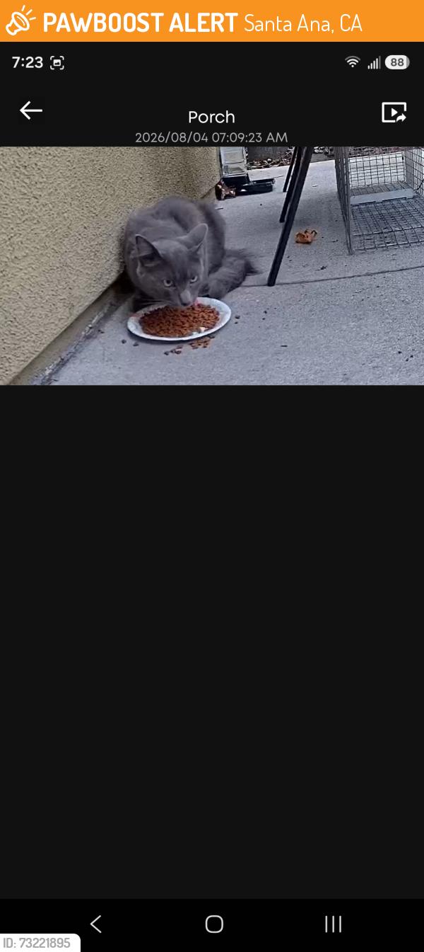 Found/Stray Unknown Cat last seen Memory lane and main st, Santa Ana, CA 92706