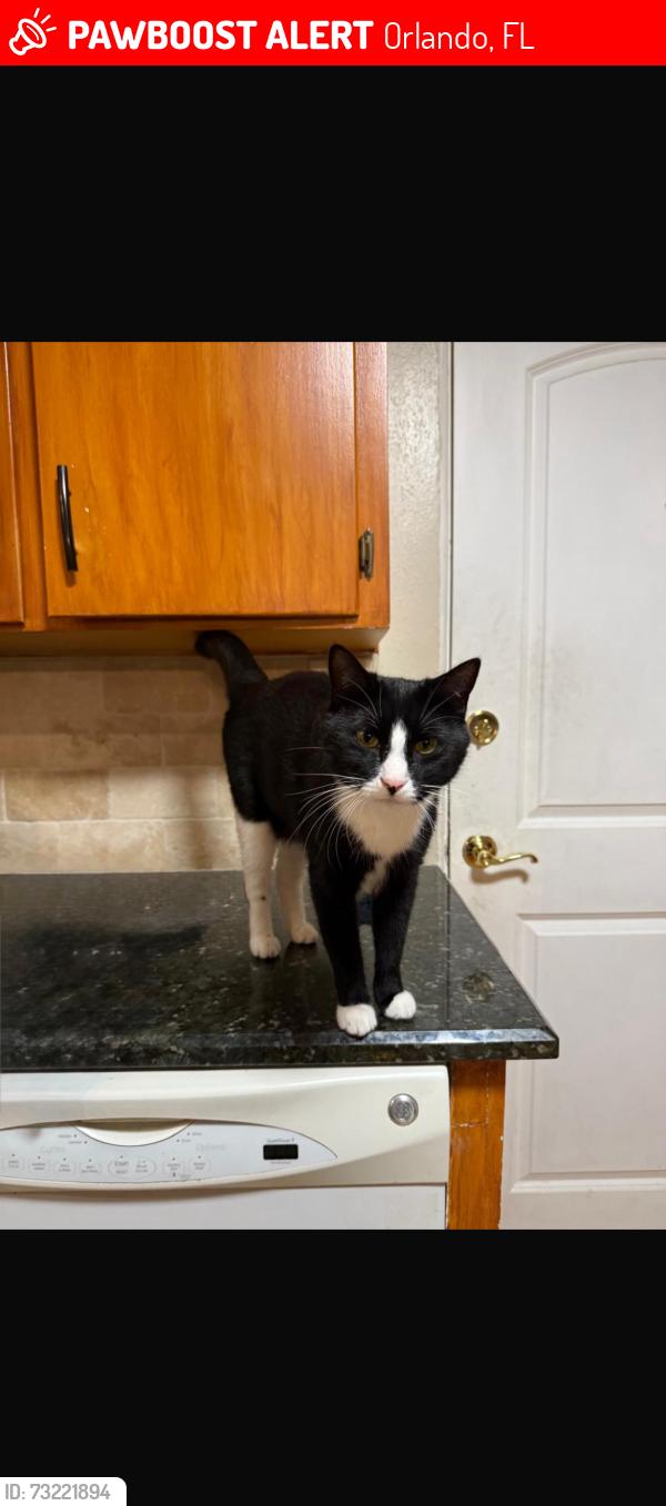 Lost Male Cat last seen Near leu gardens 32803, Orlando, FL 32803