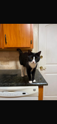 Lost Male Cat last seen Near leu gardens 32803, Orlando, FL 32803