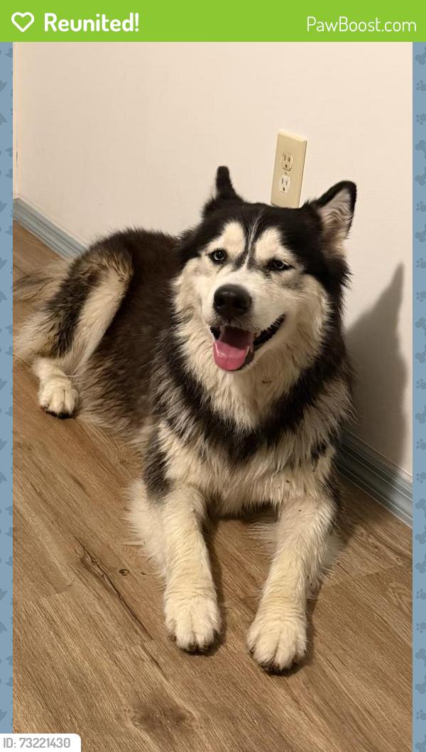 Reunited Female Dog last seen Near clearwater largo rd n, largo, Largo, FL 33770