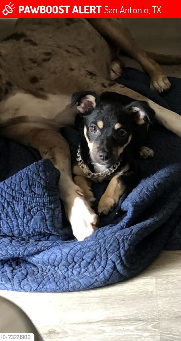 Lost Female Dog last seen Callaghan and evers rd, San Antonio, TX 78201
