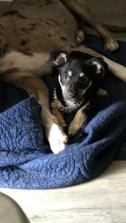 Lost Female Dog last seen Callaghan and evers rd, San Antonio, TX 78201