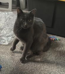 Reunited Male Cat last seen Near Ants In Your Plants garden, Irvine, CA 92617