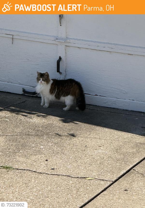 Found/Stray Unknown Cat last seen west 54th, Parma, OH 44129