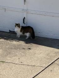 Found/Stray Unknown Cat last seen west 54th, Parma, OH 44129