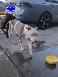 Found/Stray Male Dog last seen Jones and evergreen, Las Vegas, NV 89107