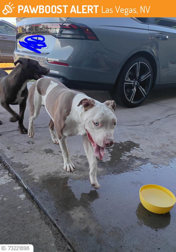 Found/Stray Male Dog last seen Jones and evergreen, Las Vegas, NV 89107