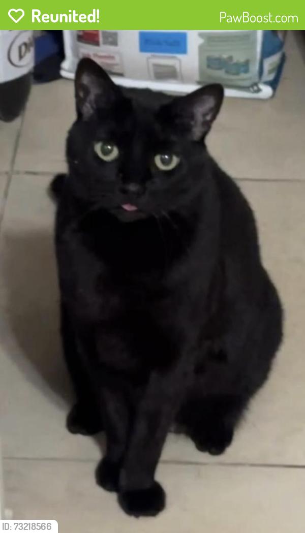 Reunited Female Cat last seen Winnsboro St, Henderson, NV 89074, USA, Henderson, NV 89074