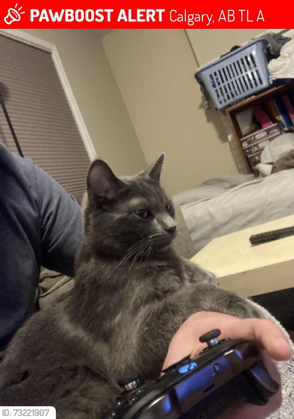 Lost Male Cat last seen Valdes place nw, Calgary, AB T2L 2A2
