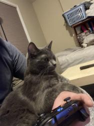 Lost Male Cat last seen Valdes place nw, Calgary, AB T2L 2A2