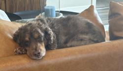 Reunited Male Dog last seen Narcoossee Road and Tagore Place, Orlando, FL 32832