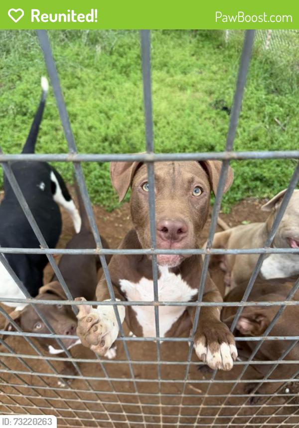 Reunited Male Dog last seen County Rd 525, Mansfield, TX 76063