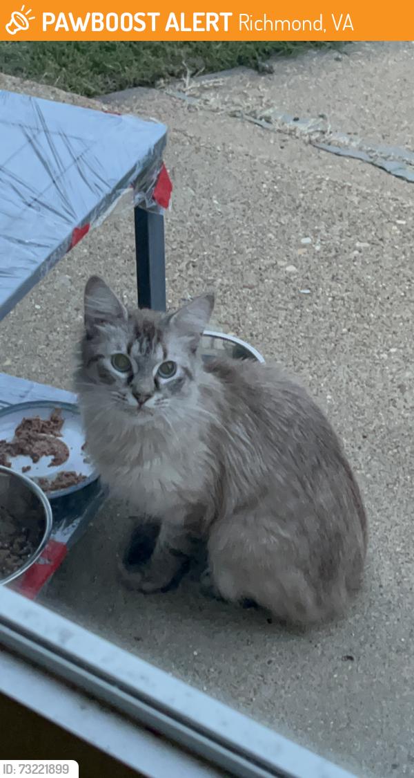 Found/Stray Unknown Cat last seen Landmark at Patterson, Richmond, VA 23229