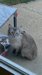 Found/Stray Unknown Cat last seen Landmark at Patterson, Richmond, VA 23229