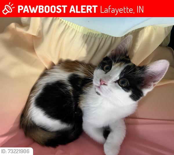 Lost Female Cat last seen Hanover dr., Lafayette, IN 47909