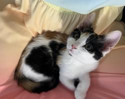 Lost Female Cat last seen Hanover dr., Lafayette, IN 47909