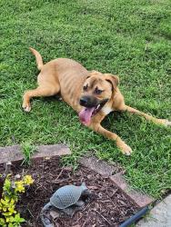 Found/Stray Female Dog last seen Magnolia Park Drive, Norcross, GA 30093
