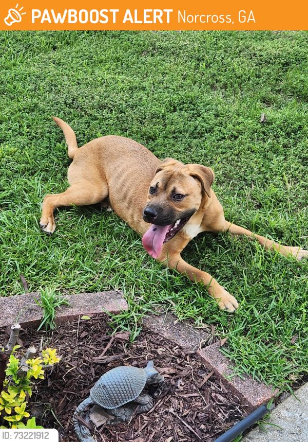 Found/Stray Female Dog last seen Magnolia Park Drive, Norcross, GA 30093