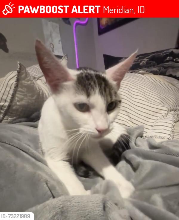 Lost Female Cat last seen Linder and Chateau, Meridian, ID 83646