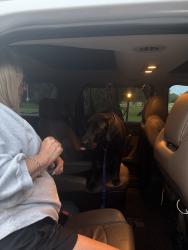 Found/Stray Female Dog last seen before rhe bridge headed toward west center st, Lexington, NC 27295