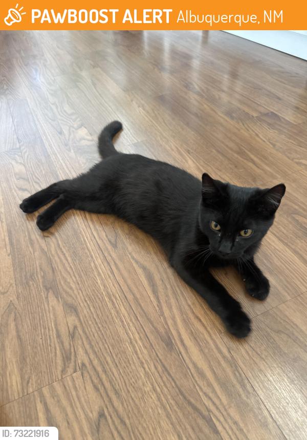 Found/Stray Male Cat last seen Elena Dr Ne and Barstow St NE, Albuquerque, NM 87109