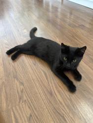 Found/Stray Male Cat last seen Elena Dr Ne and Barstow St NE, Albuquerque, NM 87109