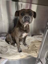 Shelter Stray Female Dog last seen Near camelot dr, South Fulton, GA, 1251 Fulton Industrial Blvd NW, Atlanta, GA 30336, USA
