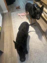 Found/Stray Male Dog last seen Near 91st Ave N, St. Petersburg, FL, St. Petersburg, FL 33702
