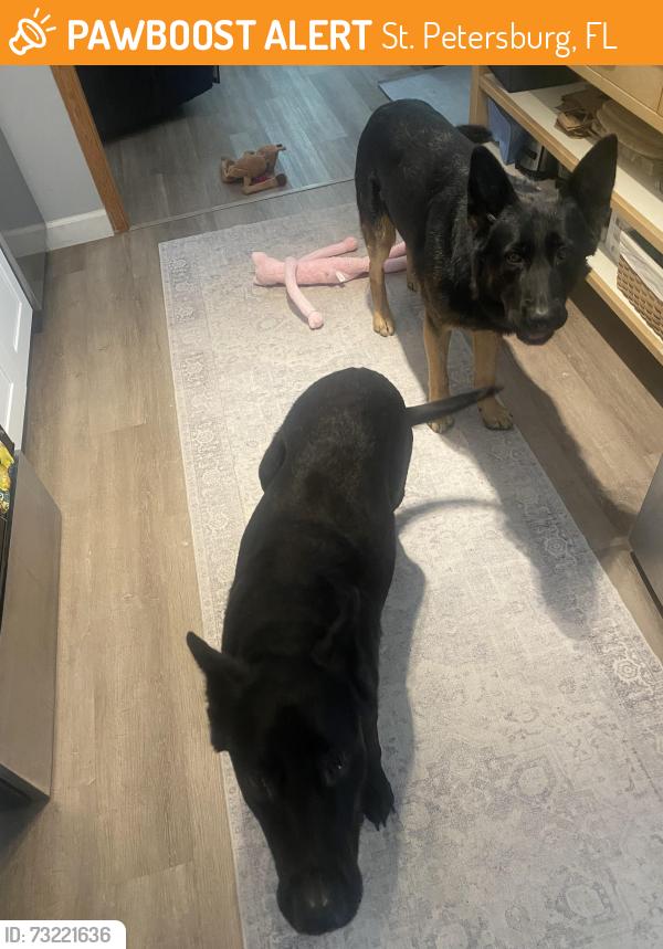 Found/Stray Male Dog last seen Near 91st Ave N, St. Petersburg, FL, St. Petersburg, FL 33702