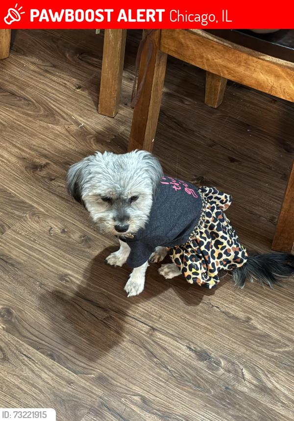Lost Female Dog last seen West Division and north central, Chicago, IL 60651