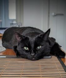 Reunited Male Cat last seen The Weir Public hse, Walton-on-Thames, England 