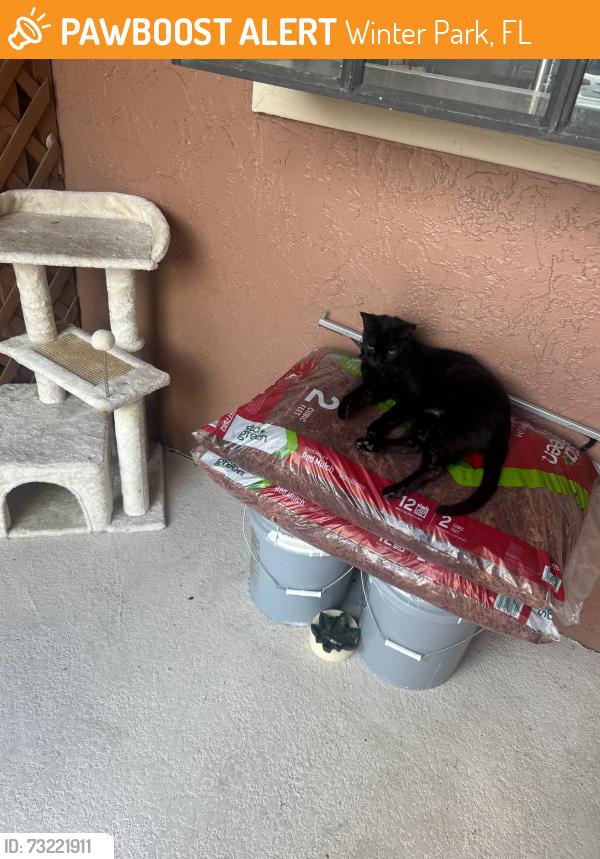 Found/Stray Male Cat last seen Montego Bay Court, Winter Park, FL 32792