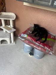 Found/Stray Male Cat last seen Montego Bay Court, Winter Park, FL 32792